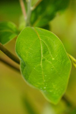 Sassafras albidum - sasafras lékařský - list